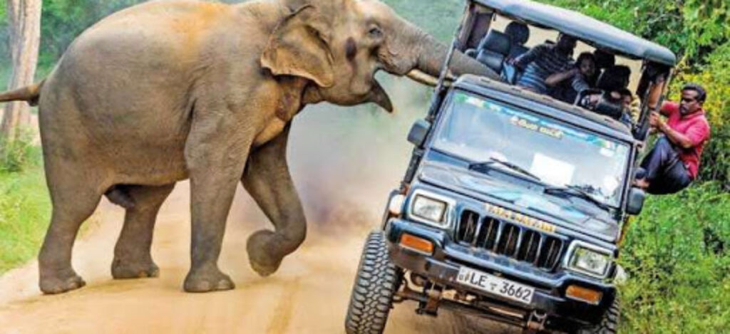 スリランカの旅⑥キャンディマーケット～象の孤児院～帰国aya