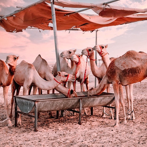 アブダビ：日の出砂漠サファリツアー＋往復送迎 即日発券楽天トラベル 観光体験