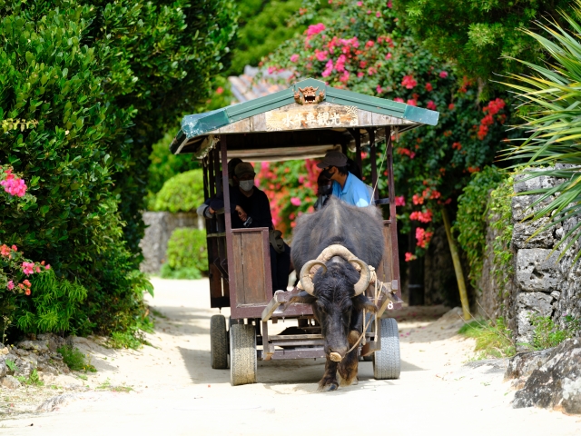 連絡手段は水牛車、海を渡って由布島へ 沖縄– VOYAGE