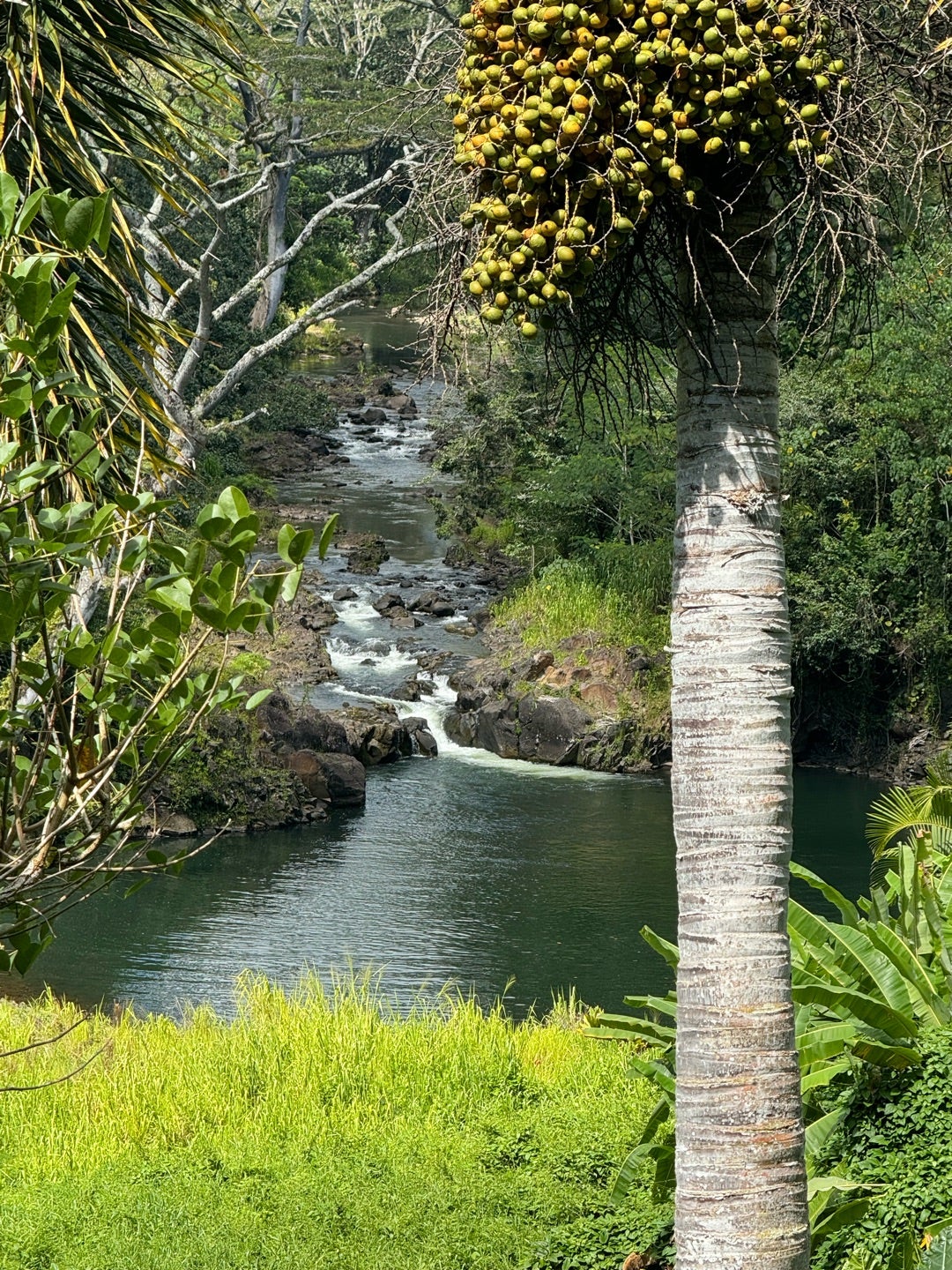 ハワイでインド！カウアイ島のヒンドゥー寺院Dance Miracles