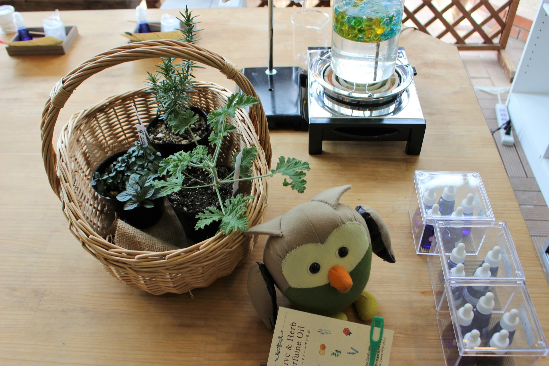 小豆島で小学生がオリーブの収穫を体験 収穫した実は「新漬け」として給食に 香川KSBニュースKSB瀬戸内海放送