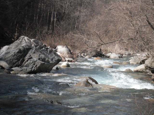 水中映像 上高地の川にはイワナが沢山泳いでました