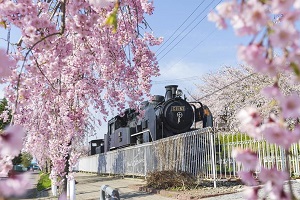 東北を代表する桜名所 みちのく三大桜について解説！国内旅行・海外旅行のお得な情報を発信中！旅行地の情報をさらに詳しく知りたい人、旅行に関するお得な知識を知りたい人必見です