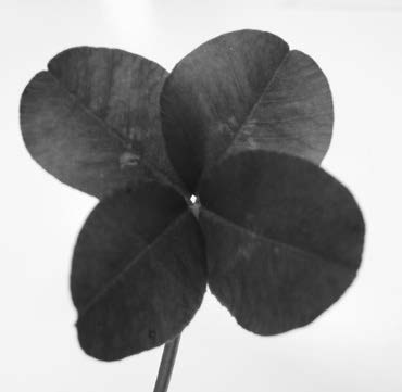 幸運を呼ぶハート型の四つ葉は「クローバー」ではない!? 雑学うんちく図鑑 8- レタスクラブ