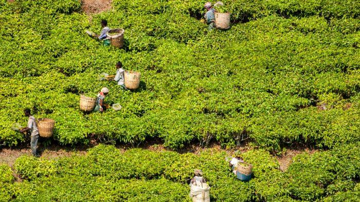 モノカルチャー・モノカルチャー経済とは？中学生にわかるよう簡単に解説！メリット・デメリットと問題点も紹介 - SpaceshipEarth スペースシップ・アース SDGs・ESGの取り組み事例から私たちにできる情報をすべての人に提供するメディア