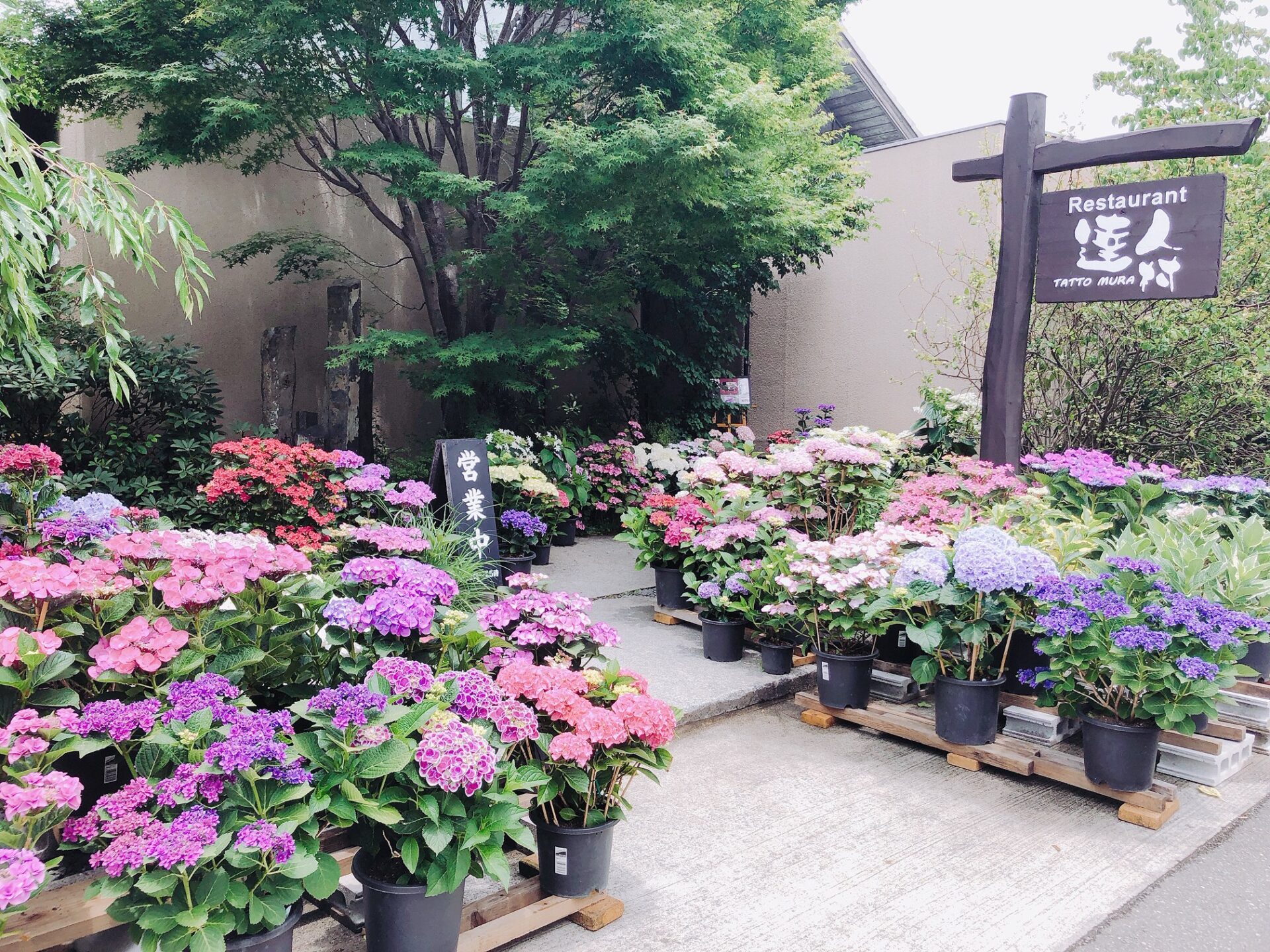 和歌山有田市 ふるさと納税で楽しめる 先人の知恵を受け継ぐみかんふるさと納税ガイド