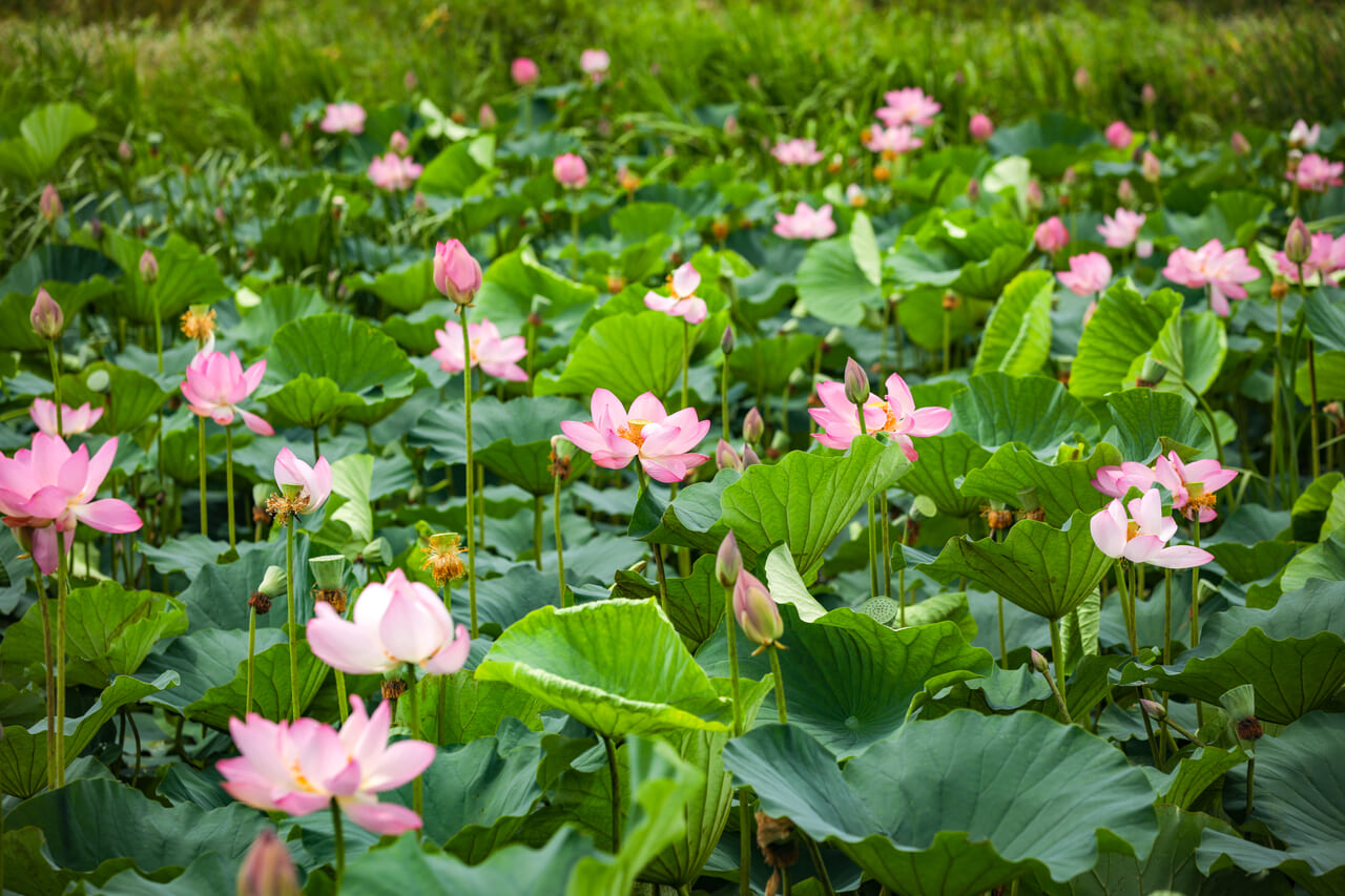 8月伊豆沼・内沼はすまつり11桃源郷の写真素材17049355- PIXTA
