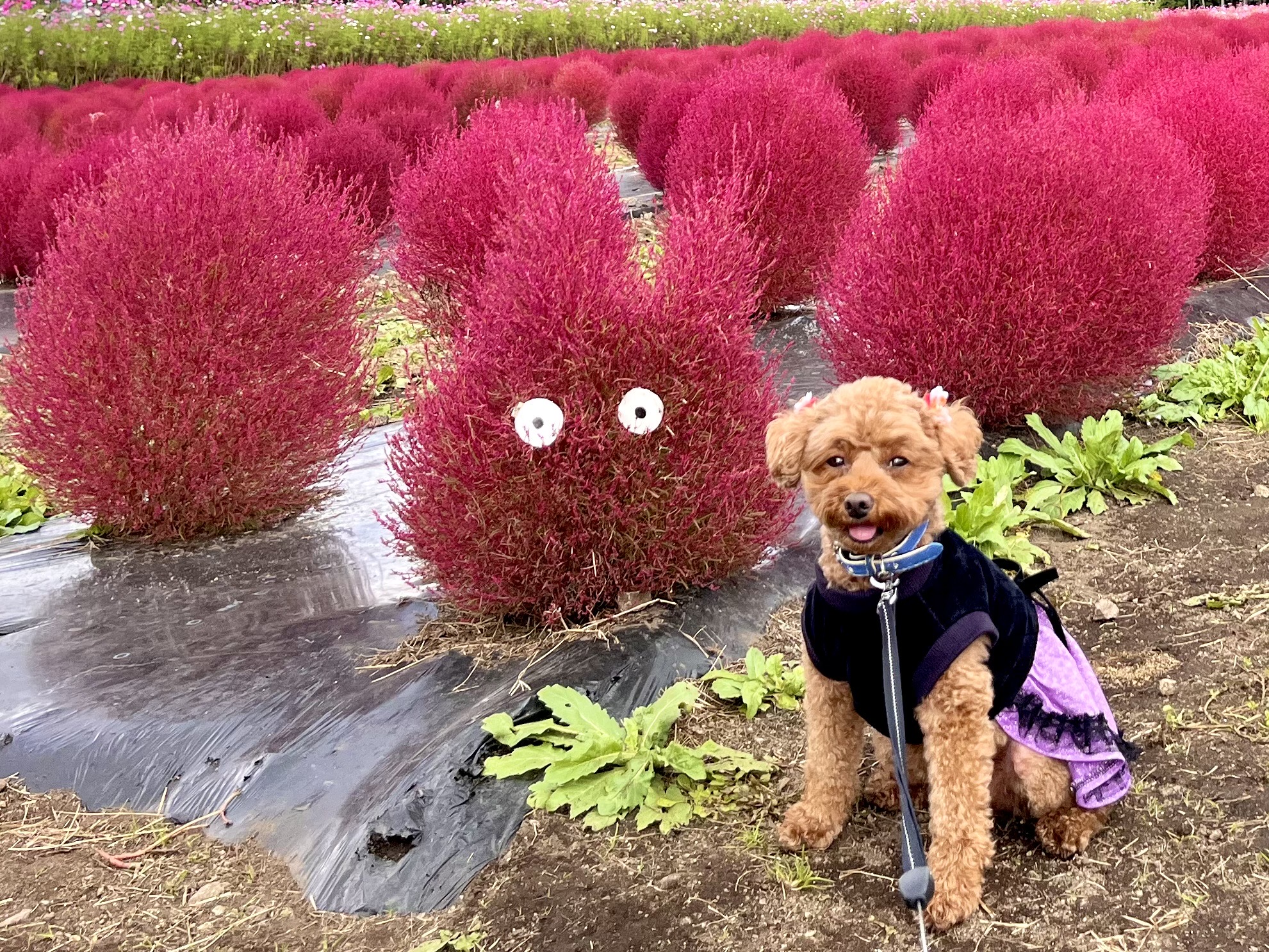 マップ・アクセス＠イナワシロ 緑の村 一般財団法人猪苗代町振興公社