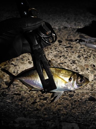 ふれーゆ裏神奈川- 難易度S 東京でバス釣り