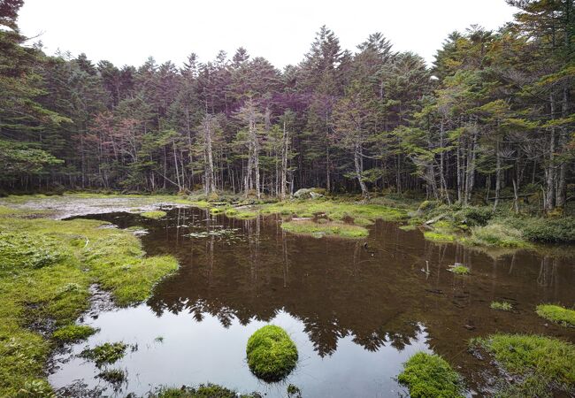麦草峠開通 – 北八ヶ岳