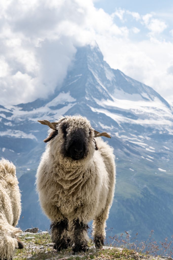 🇨🇭 会えるといいなぁと思っていたスイスに生息する ヴァレーブラックノーズシープ🐏🐏🐏ドイツ語でシュバルツナーゼお顔が真っ黒！よーーく近づいて見たらちゃんと目も鼻も🐑