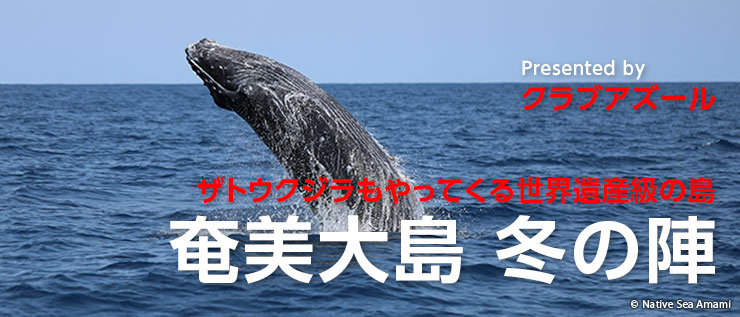 2025年最新版 冬に奄美大島へ旅行をおすすめする理由を徹底解説！奄美ツアーズ