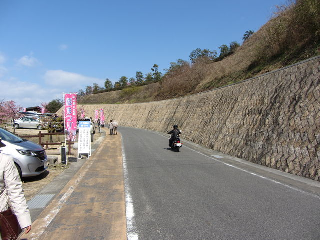 河津さくらの上関 城山歴史公園「桜まつり」が2月23日から開催 : Hikari.Fun