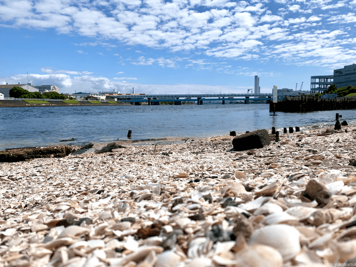 鶴見川河口域で釣る。 - ヘチ釣り 横浜の鶴見川にて