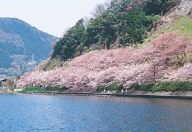 琵琶湖西エリア 『高島市 海津大崎湖岸園地』の釣り場ガイド 駐車場・トイレ・釣れる魚 琵琶湖釣りWALKER