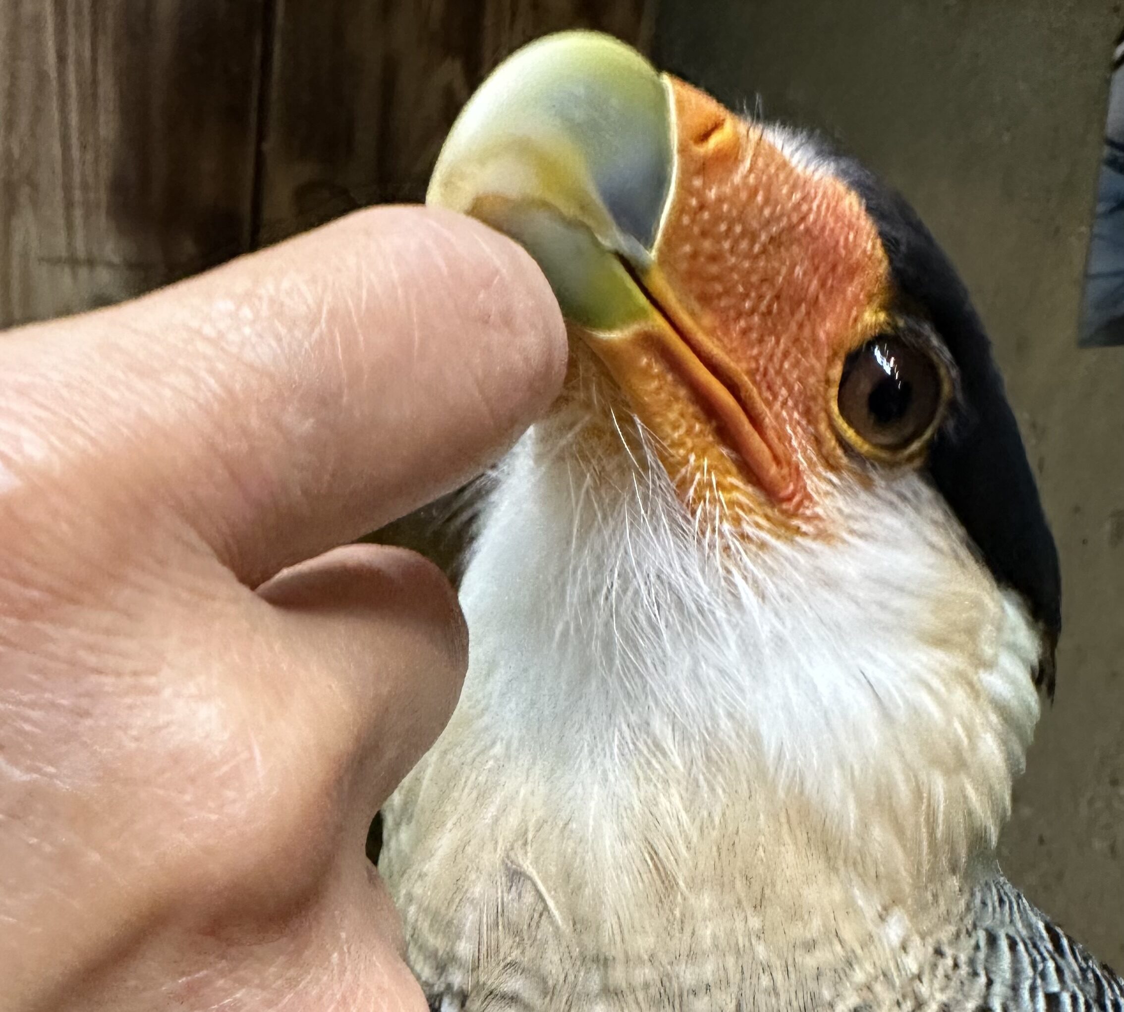 Ciel Pizzaシエルピザ@ciel_pizza· Shibuya-ku,