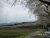 桜満開！熊谷へお花見サイクリング
