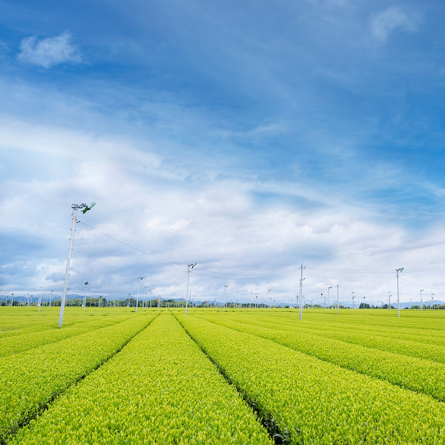 静岡県牧之原市牧之原山本園山本守日瑚さんの生産者プロフィールポケットマルシェ産地直送で旬の食材が生産者 農家・漁師 から届く