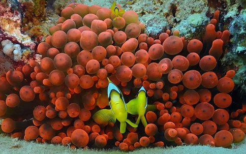 ダイビング ダハブでついにライセンス取得！│婚前ハネムーンの世界一周