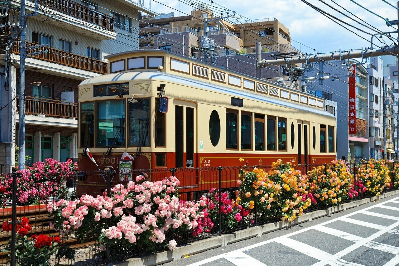 都電荒川線 三ノ輪橋停留所」 薔薇と電車🚃 2025.5.11東京tokyo三ノ輪橋都電荒川線薔薇バラ東京_m68