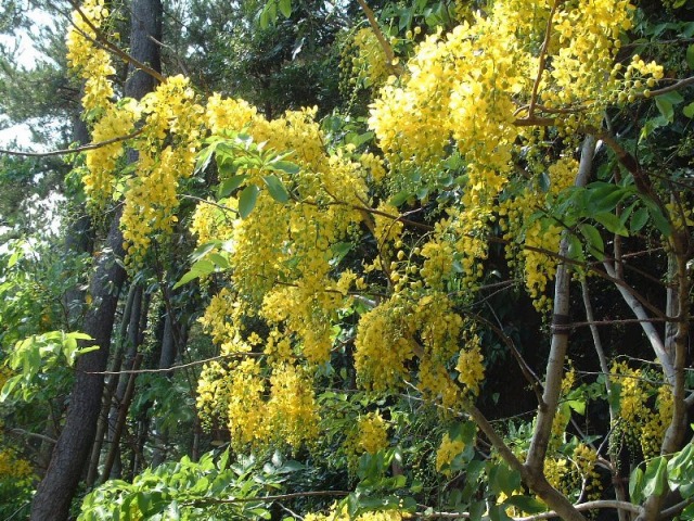 沖縄県浦添市のゴールデンシャワー ナンバンサイカチ 2023年9月12日 火- peaの植物図鑑