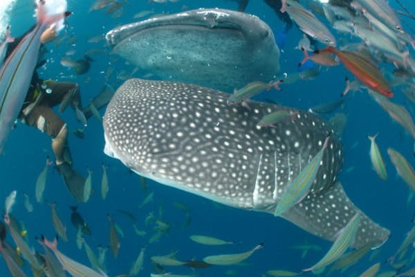 ジンベイザメシュノーケリングツアー オスロブセブ島現地オプショナルツアー会社PTNトラベル