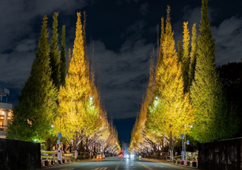 明治神宮外苑いちょう並木ライトアップ 2024のイベント情報 開催期間・開催場所・行き方・景色