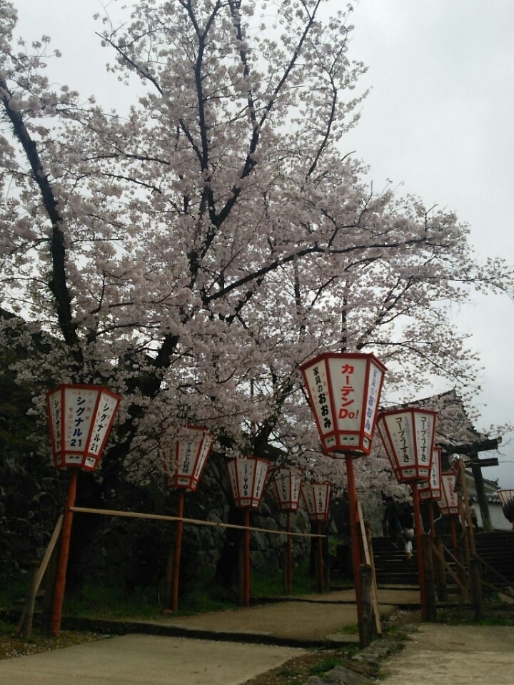 臼杵城址 大分2025年桜祭り・夜桜ライトアップ・見頃情報 -