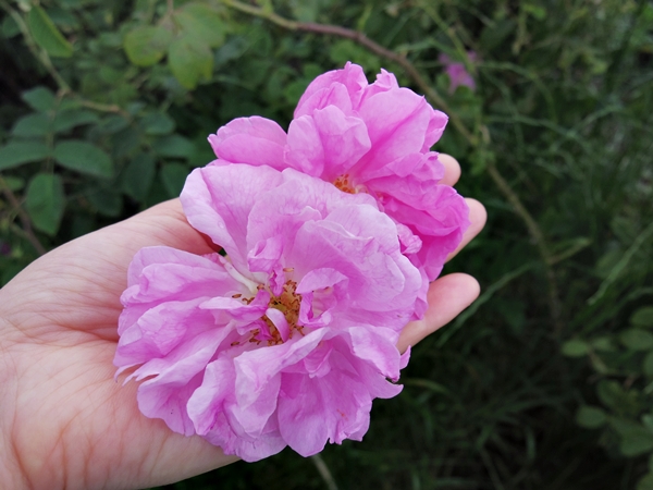 ブルガリア在住日本人のおすすめ！人気お土産1選！ロコタビ