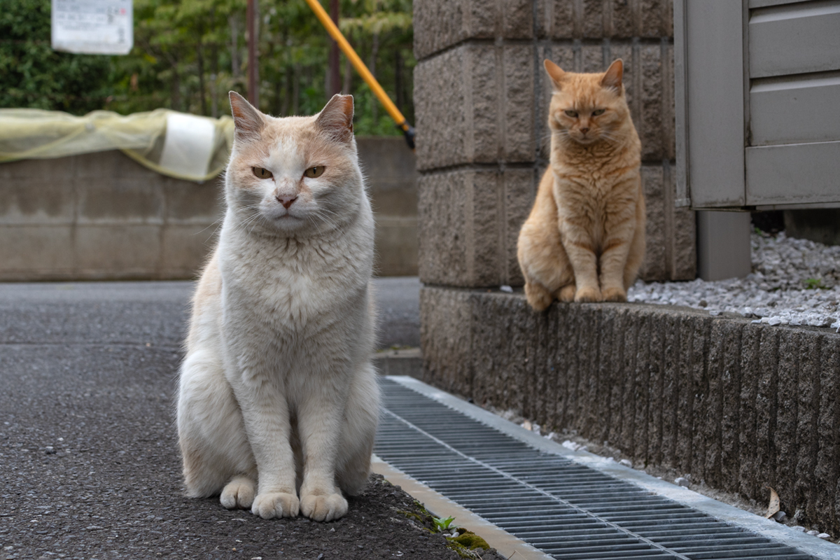 ログハウス東所沢 - サンエイホーム