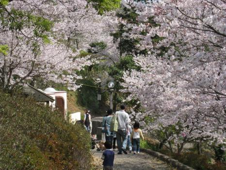 中尾城公園の桜 開花と満開日2023 ～花見に最適
