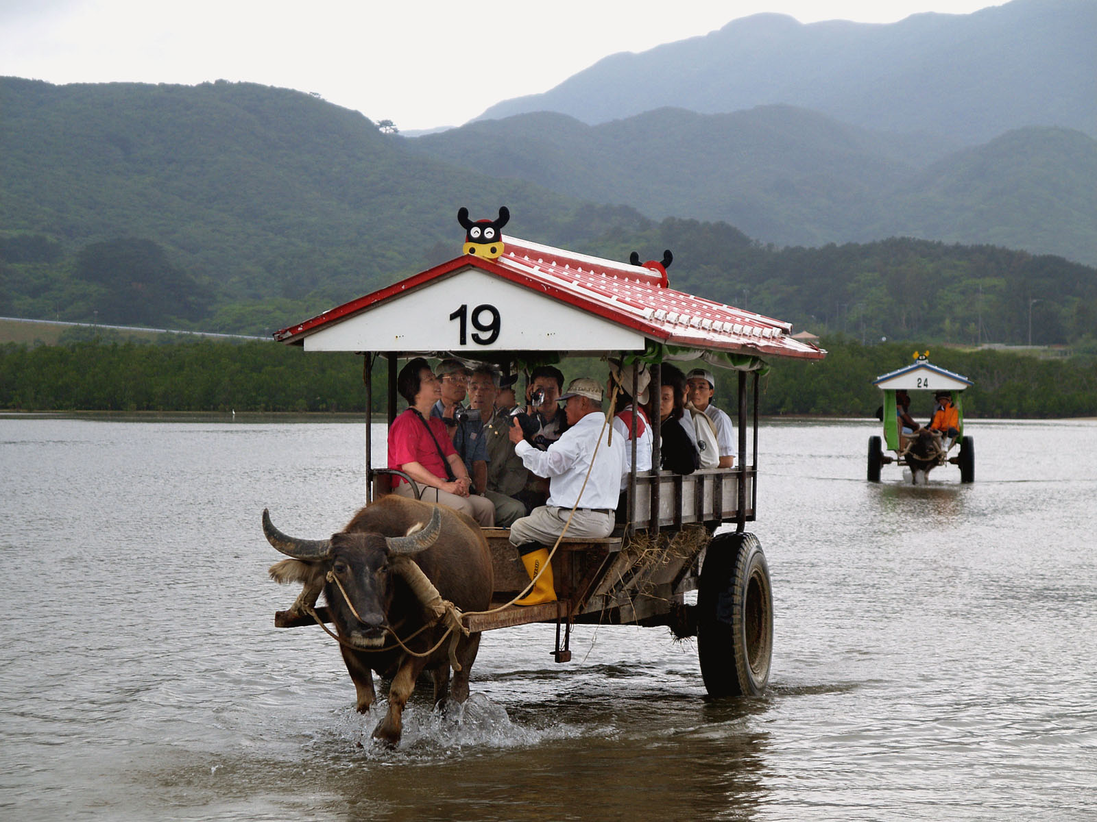 水牛車マングローブ観察 ふくらしゃや金武町観光ポータルサイト - ビジット金武タウン