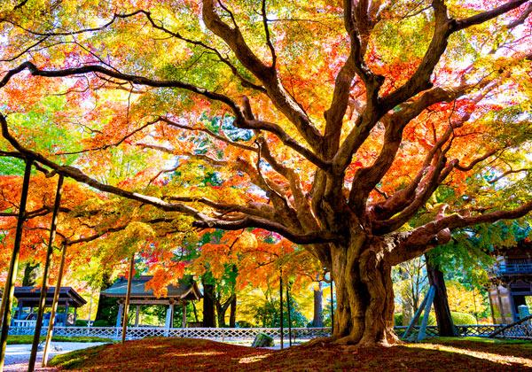 雷山千如寺大悲王院 DiGJAPAN