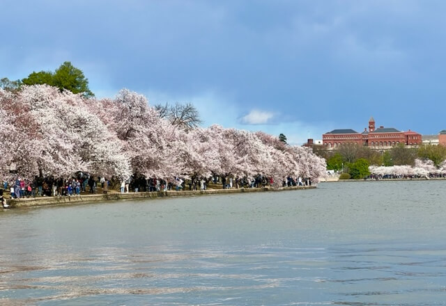 ワシントンD.C.の桜並木と全米桜祭りをトコトン楽しもう