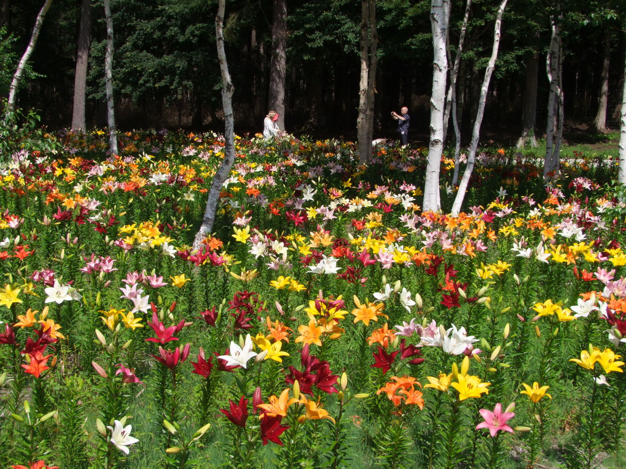 ハンターマウンテンユリパーク 栃木県那須塩原市 の写真素材78930686- PIXTA
