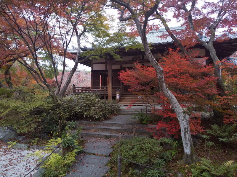 京都 嵐山、『宝筐院』に行ってきました。 京都青もみじ 京都旅 -