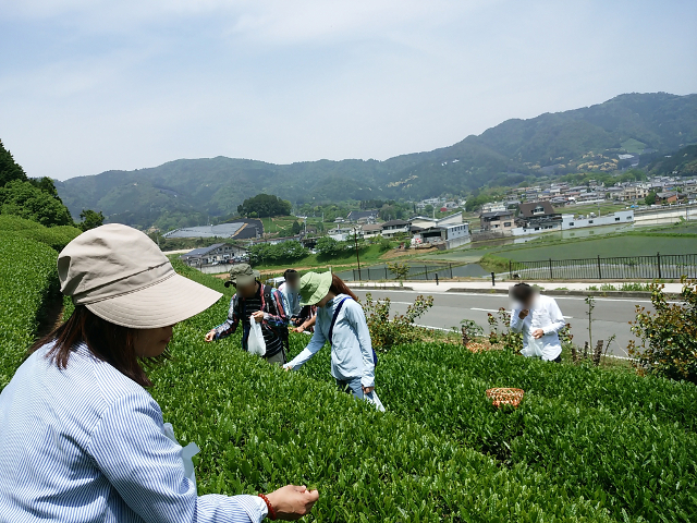 一番茶茶摘み体験 – 西尾観光