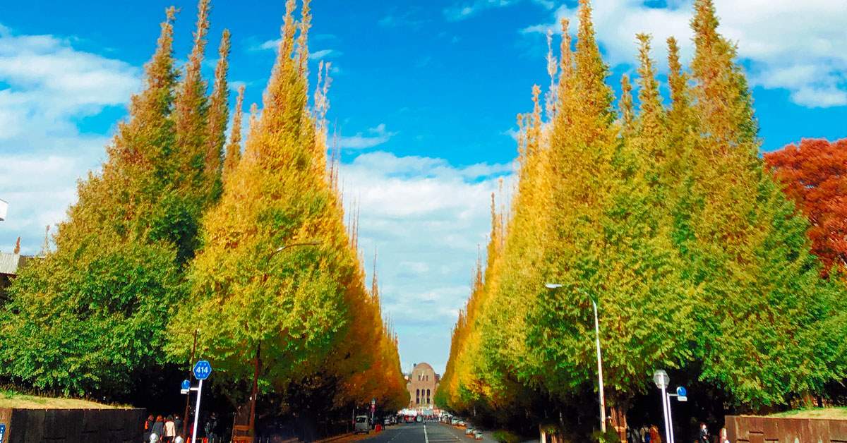 明治神宮外苑 いちょう並木の紅葉を楽しむ！完全ガイド 2025年最新版- げんきの気ままなブログ