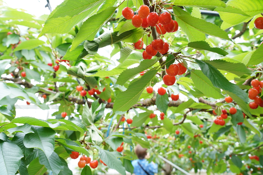 山梨のさくらんぼ狩り～子連れで楽しめるおすすめスポット6選！PORTA