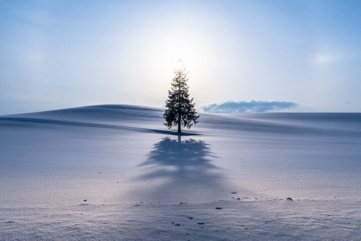 花ぱん 16個入り 無添加 和菓子