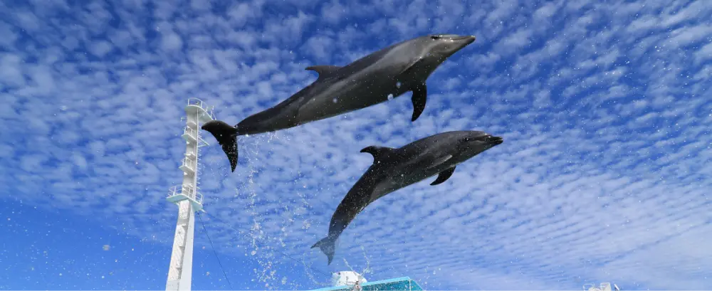 上天草で新体験 観光天草パールガーデン ＆