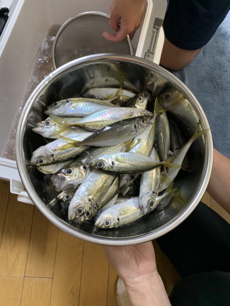 牛深 2023 志岐漁港と上平港で秋の新子アオリイカ、コウイカget！！楽しむ釣りやアウトドアの栞