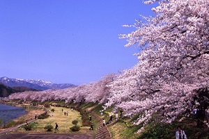 東北を代表する桜名所 みちのく三大桜について解説！国内旅行・海外旅行のお得な情報を発信中！旅行地の情報をさらに詳しく知りたい人、旅行に関するお得な知識を知りたい人必見です