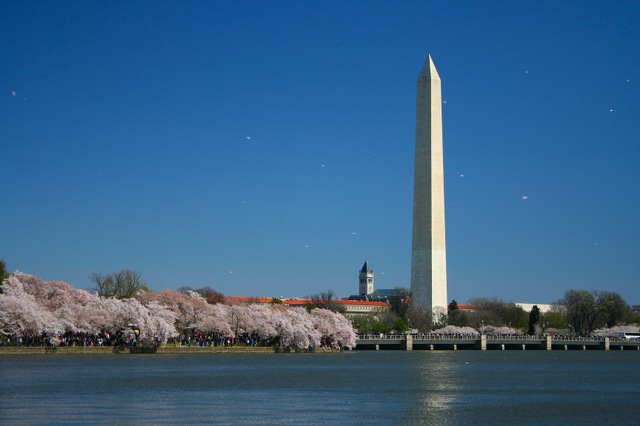 ワシントンD.C.で開催された2025全米桜祭り🇺🇸🌸 全米桜祭りではマーチングバンドやフロート、巨大なバルーンやダンスチームなどが華やかにパレード。全米さくらの女王と日本さくらの女王もフロートに乗ってナショナルモールを出発します。 ・日本さくらの会日本