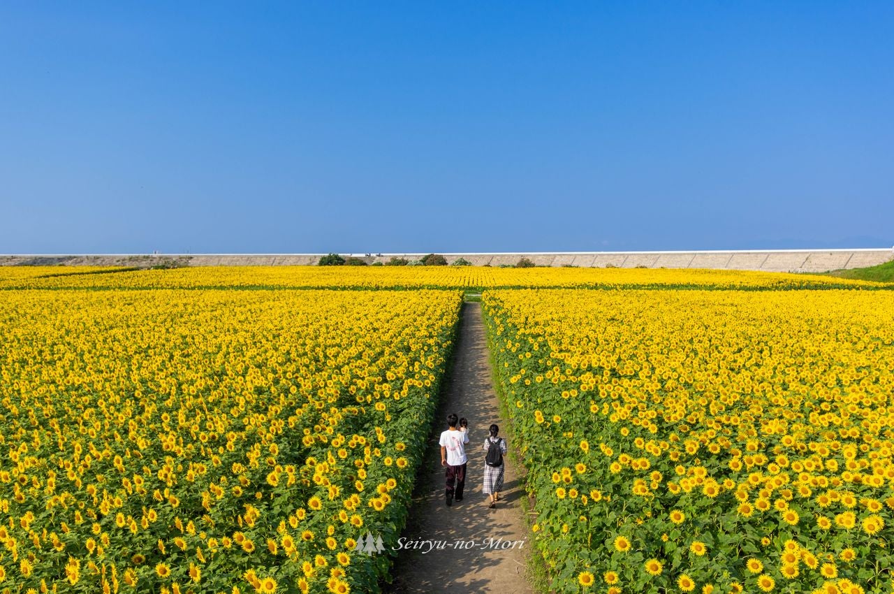 2022年 7月〜8月の柳川ひまわり園の50万本のひまわりが圧巻絶景！花火も！