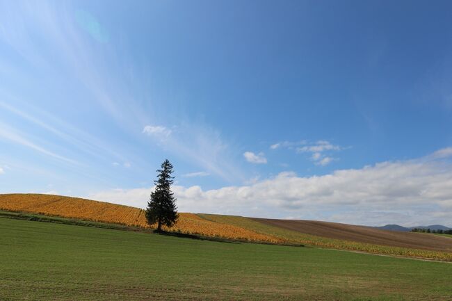 韓国語ガイド付 冬の美瑛・富良野 日帰りクリスマスツリーの木→パッチワークの路→青い池・白ひげの滝→ニングルテラス