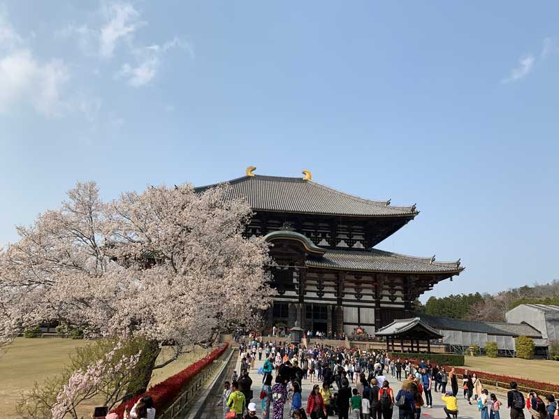 No.462 奈良県 「奈良公園」に鹿と桜を見に行こう！ついでに隣接の「東大寺」の大仏も！ - 週末大冒険