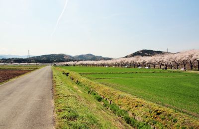 都幾川桜堤の写真素材 - PIXTA