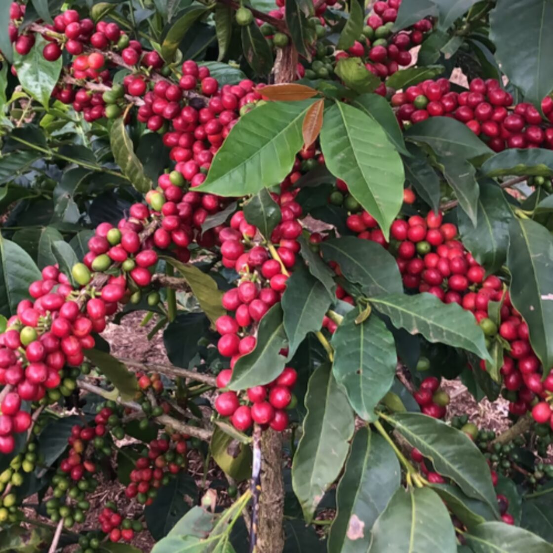 楽天市場 当日焙煎鮮度抜群 ドリップコーヒー タンザニア