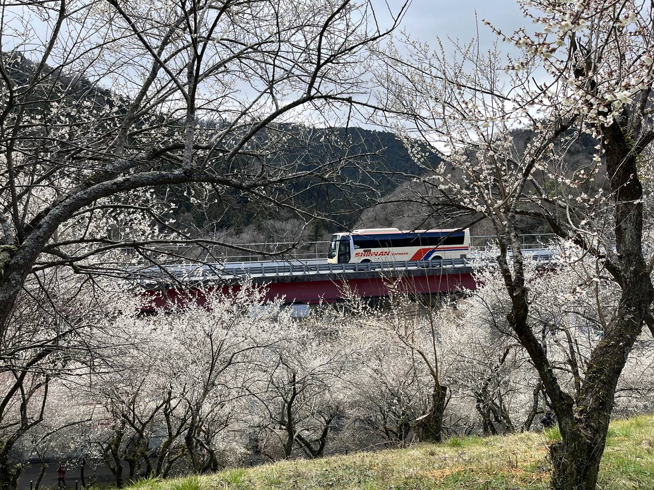 木下沢梅林高尾山から高尾梅郷お花見ハイキング登山に行って来ました！ - まじこのブログ～50代日帰り登山日記